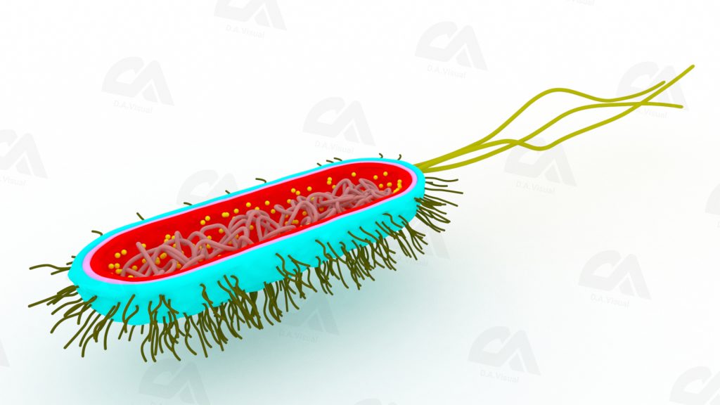 3D Bacteria – DAVisual | Senior 3D CG Generalist