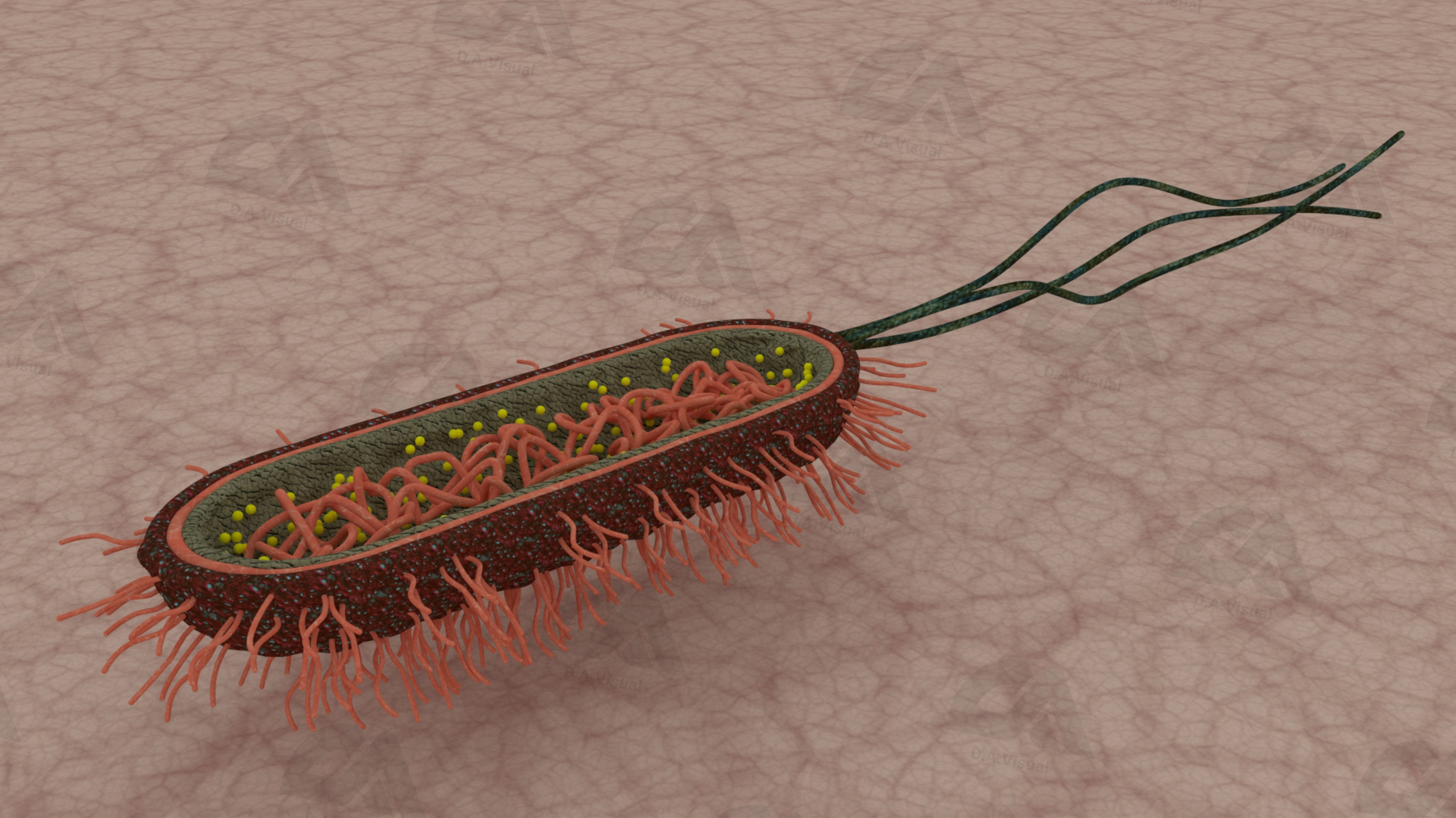 3D_Bacteria_Tex_render_DA